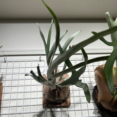 ビカクシダ3点セットの画像