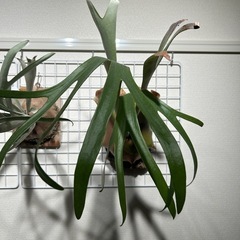 ビカクシダ3点セットの画像