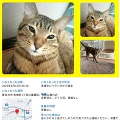猫探してます！助けてください