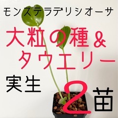 モンステラ【デリシオーサ大粒の種からの苗&デリシオーサタウエリー...