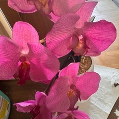 造花　胡蝶蘭