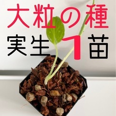 大粒のモンステラデリシオーサの種から生育した実生です！1苗（株）Ｂ⑤