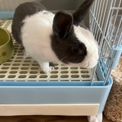 7ヶ月ミニうさぎ