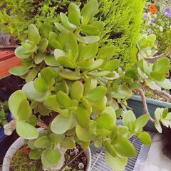 金の成る木　根付き　抜き苗　挿し木　植物　ガーデニング　①の画像