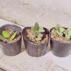 金の成る木　根付き　抜き苗　挿し木　植物　ガーデニング　①