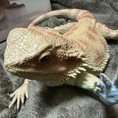 2.🦎爬虫類専門ライングル　　　　　✨レプリストハチュグル…