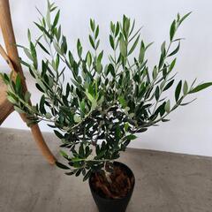 オリーブ　コロネイキの画像