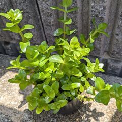 「お話し中」水草 ウォーターバコパ 無農薬 めだかアクアリウム ビオトープの画像