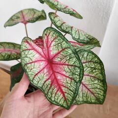 カラディウムの画像