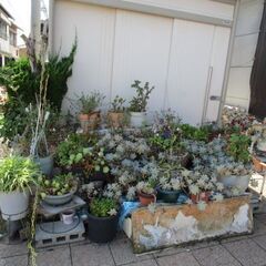多肉植物　無料で差し上げます