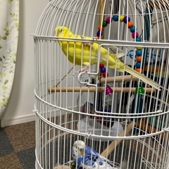 セキセイインコ　2羽