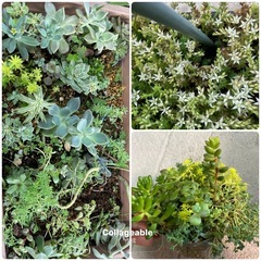 多肉植物、セダム、プチプチ、沢山