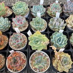 元気な多肉植物苗　❸の画像
