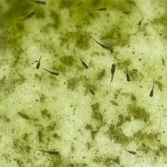 メダカ赤ちゃん50匹　孵化後20日から30日