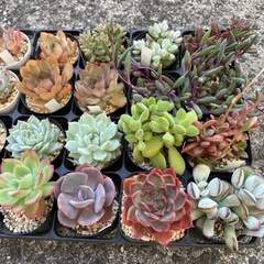 元気な多肉植物苗　❸の画像