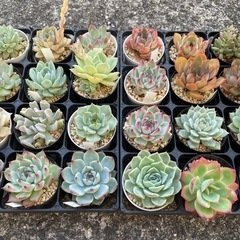 元気な多肉植物苗　❸の画像