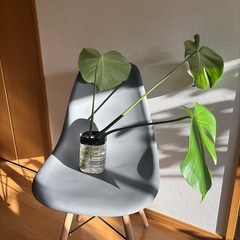 モンステラ水耕栽培株分け