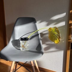 モンステラ株分け