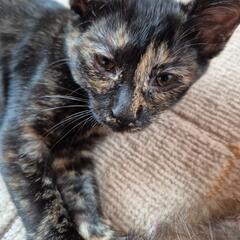 サビ猫　里親さん募集