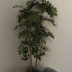 【定価1万円】フェイクグリーンの画像