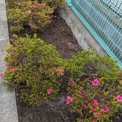 葛飾区公園にて除草作業や補助作業の軽作業で時給日給1万円以…