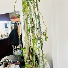 パキラ　観葉植物