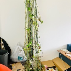 パキラ　観葉植物の画像