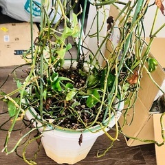 パキラ　観葉植物の画像