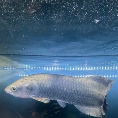  ヘテロティス（ナイルアロワナ）ワイルド　アロワナ　大型魚　熱帯魚　水槽
の画像