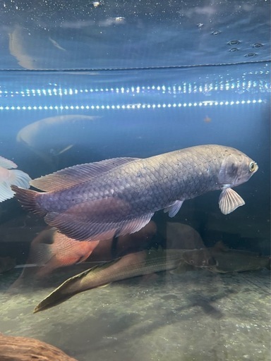 ヘテロティス（ナイルアロワナ）ワイルド　アロワナ　大型魚　熱帯魚　水槽
