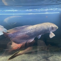  ヘテロティス（ナイルアロワナ）ワイルド　アロワナ　大型魚　熱帯魚　水槽
の画像