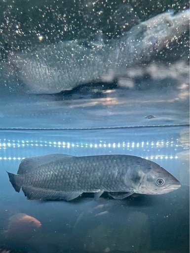 ヘテロティス（ナイルアロワナ）ワイルド　アロワナ　大型魚　熱帯魚　水槽