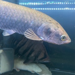  ヘテロティス（ナイルアロワナ）ワイルド　アロワナ　大型魚　熱帯魚　水槽
の画像