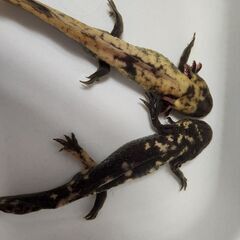 ミューテーションウパのペアから産まれたF1幼生
