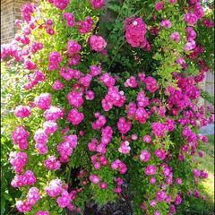 【🌹不思議な薔薇🌹】大苗の画像