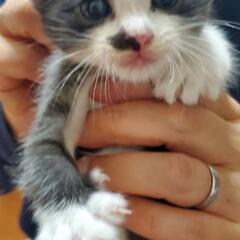 可愛い　子猫　オス