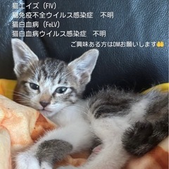 急募　子猫の里親　男の子　1匹