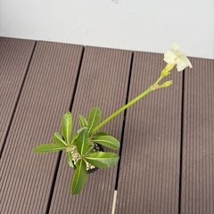 パキポディウム・デンシフローラム　　白花の画像