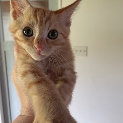 茶トラ  2ヶ月半 