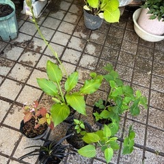 植物の寄せ合わせ