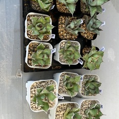 姫と阿修羅入りました🌵無人販売 アガベ