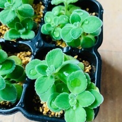多肉植物ひとつ50円の画像