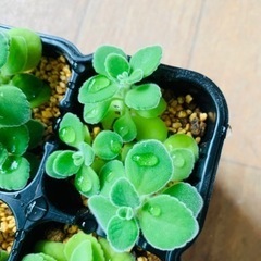 多肉植物ひとつ50円の画像