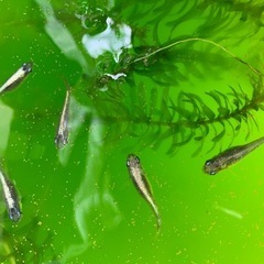 産卵中‼️🐟黒カブキ針子　30匹➕α 🐟