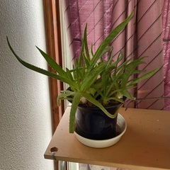 アロエ1