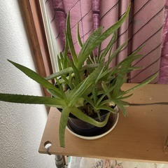 アロエ1の画像