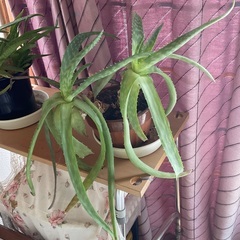 アロエ2