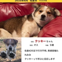 行方不明迷子