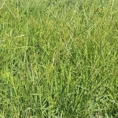 草刈り、除草剤散布お手伝いしてもらえませんか？