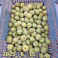 今年最後 梅1.5キロ/あんず台木の梅2.5キロ